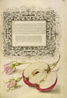 French Rose and Apple; Joris Hoefnagel, Flemish , Hungarian, 1542 - 1600, and Georg Bocskay, Hungarian, died 1575, Vienna