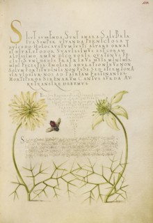Black Cumins and Insect; Joris Hoefnagel, Flemish , Hungarian, 1542 - 1600, and Georg Bocskay, Hungarian, died 1575, Vienna