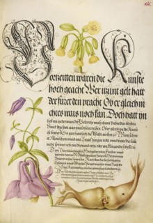 Cowslip, European Columbine, and Giant Filbert; Joris Hoefnagel, Flemish , Hungarian, 1542 - 1600, and Georg Bocskay, Hungarian