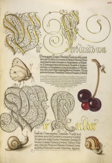 Butterfly, Sweet Cherry, and Land Snails; Joris Hoefnagel, Flemish , Hungarian, 1542 - 1600, and Georg Bocskay, Hungarian