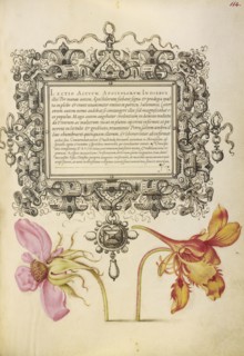 French Rose and Dwarf Nasturtium; Joris Hoefnagel, Flemish , Hungarian, 1542 - 1600, and Georg Bocskay, Hungarian, died 1575