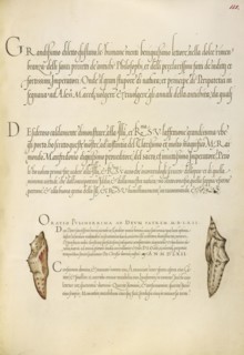 Butterfly Pupae; Joris Hoefnagel, Flemish , Hungarian, 1542 - 1600, and Georg Bocskay, Hungarian, died 1575, Vienna, Austria