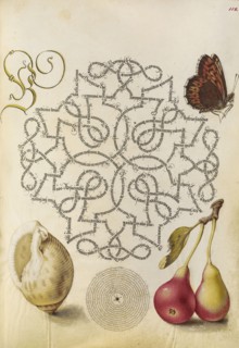 Butterfly, Marine Mollusk, and Pear; Joris Hoefnagel, Flemish , Hungarian, 1542 - 1600, and Georg Bocskay, Hungarian, died 1575