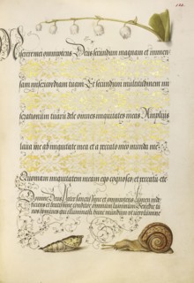 Lily-of-the-Valley, Pupa, and Land Snail; Joris Hoefnagel, Flemish , Hungarian, 1542 - 1600, and Georg Bocskay, Hungarian