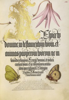 Dog-Tooth Violet and Butterflies; Joris Hoefnagel, Flemish , Hungarian, 1542 - 1600, and Georg Bocskay, Hungarian, died 1575