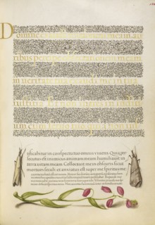 Grass Moths and Milkwort; Joris Hoefnagel, Flemish , Hungarian, 1542 - 1600, and Georg Bocskay, Hungarian, died 1575, Vienna