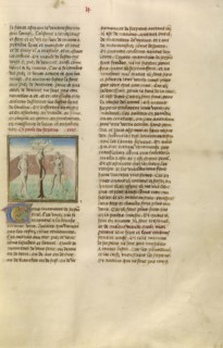 Adam and Eve with the Serpent; Ghent, Belgium, Europe; about 1475; Tempera colors, gold leaf, and gold paint on parchment; Leaf