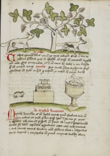 A Weasel and Several Captured Mice; Trier, probably, Germany; third quarter of 15th century; Pen and black ink and colored