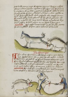 A Donkey Kicking a Wild Boar; A Pig Being Slaughtered; Trier, probably, Germany; third quarter of 15th century; Pen and black