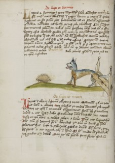 A Hedgehog and a Wolf; Trier, probably, Germany; third quarter of 15th century; Pen and black ink and colored washes on paper