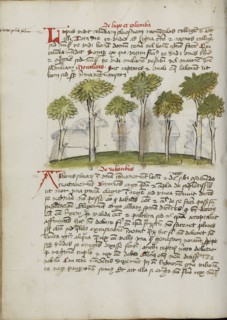A Forest; Trier, probably, Germany; third quarter of 15th century; Pen and black ink and colored washes on paper; Leaf