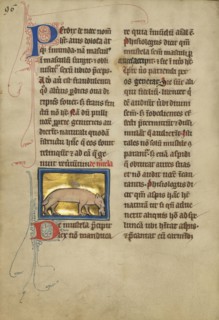 A Weasel; Thérouanne ?, France, formerly Flanders, fourth quarter of 13th century, after 1277, Tempera colors, pen and ink