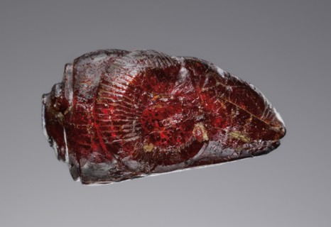 Pendant: Ram's Head; Italy; 525 - 480 B.C; Amber; 19.5 × 15.5 × 28 mm, 3,4 × 5,8 × 1 1,8 in