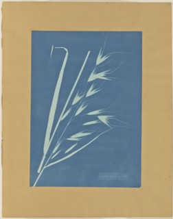Uvena Novae Villiae; Anna Atkins, British, 1799 - 1871, and Anne Dixon, British, 1799 - 1877, about 1854; Cyanotype; 34.9 × 24