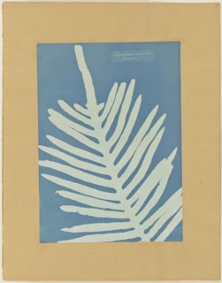 Polypodium Aureum, Jamaica, Anna Atkins, British, 1799 - 1871, and Anne Dixon, British, 1799 - 1877, 1854; Cyanotype