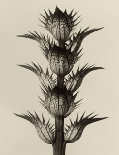 Acanthus mollis; Karl Blossfeldt, German, 1865 - 1932, Berlin, Germany; 1928; Gelatin silver print; 25.8 × 19.9 cm