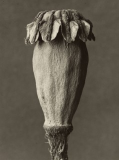 Papaver orientalis; Karl Blossfeldt, German, 1865 - 1932, Berlin, Germany; 1928 - 1932; Gelatin silver print; 25.9 × 19.4 cm