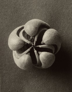 Blumenbachia hieronymi, Loasaceae, Karl Blossfeldt, German, 1865 - 1932, Berlin, Germany; 1932; Gelatin silver print