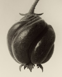 Blumenbachia hieronymi, Loasaceae, Karl Blossfeldt, German, 1865 - 1932, Berlin, Germany; 1932; Gelatin silver print