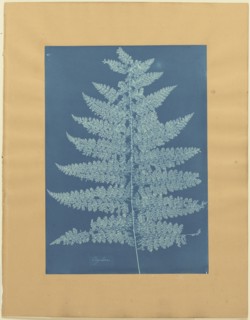 Ceylon,Fern; Anna Atkins, British, 1799 - 1871, and Anne Dixon, British, 1799 - 1877, 1854; Cyanotype; 44.9 × 24.7 cm