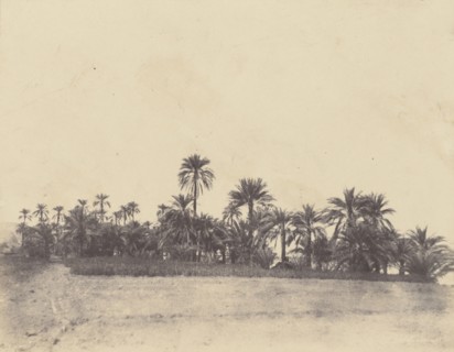Etude de dattiers; John Beasly Greene, American, born France, 1832 - 1856, Egypt; 1853 - 1854; Salted paper print from a waxed