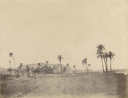 Etude de dattiers; John Beasly Greene, American, born France, 1832 - 1856, Egypt; 1853 - 1854; Salted paper print from a waxed