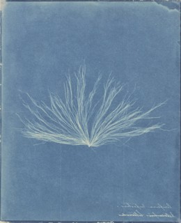 Confervae; Attributed to Anna Atkins, British, 1799 - 1871, and , or attributed to Herschel Family, Anne Dixon British, 1799