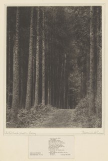 In Redlands Woods, Surrey; Frederick H. Evans, British, 1853 - 1943, 1899 - 1904; Platinum print; 29.1 x 22.9 cm