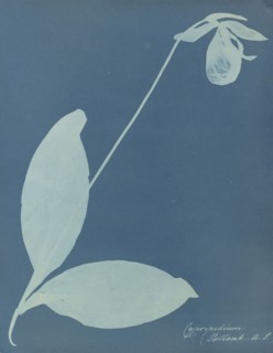 Cypripedium; Anna Atkins, British, 1799 - 1871, and Anne Dixon, British, 1799 - 1877, 1854; Cyanotype; 25.9 × 20.2 cm