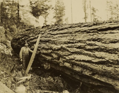Logger, crosscut saw and felled tree; Darius Kinsey, American, 1869 - 1945, Washington, United States; about 1915; Gelatin