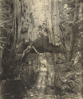 Felling a Cedar Tree, 30 Miles East of Seattle, 76 Feet in Circumference; Darius Kinsey, American, 1869 - 1945, Washington