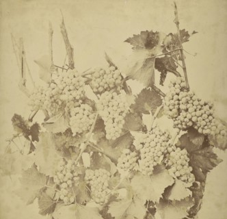 Grapes; Adolphe Braun, French, 1811 - 1877, France; about 1854 - 1860; Salted paper print; 44 x 45 cm 17 5,16 x 17 11,16 in