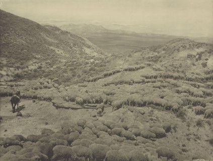 Hot sheep in the Powder River badlands near Broadus, Montana; Laton Alton Huffman, American, 1854 - 1931, negative 1884; print