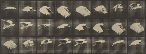 Animal Locomotion; Eadweard J. Muybridge, American, born England, 1830 - 1904, 1887; Collotype; 16.5 x 43.8 cm