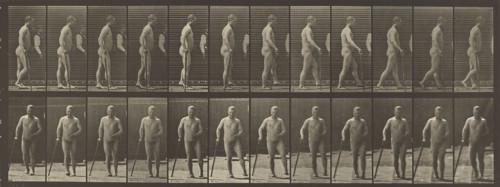 Animal Locomotion; Eadweard J. Muybridge, American, born England, 1830 - 1904, 1887; Collotype; 16 x 44.1 cm