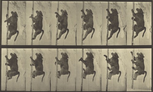 Animal Locomotion; Eadweard J. Muybridge, American, born England, 1830 - 1904, 1887; Collotype; 20.8 x 34.6 cm