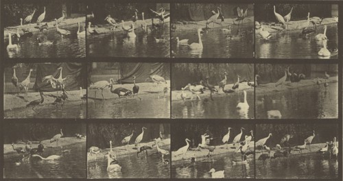 Animal Locomotion; Eadweard J. Muybridge, American, born England, 1830 - 1904, 1887; Collotype; 19.4 x 37.1 cm