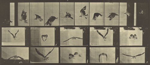 Animal Locomotion; Eadweard J. Muybridge, American, born England, 1830 - 1904, 1887; Collotype; 17.5 x 40.2 cm