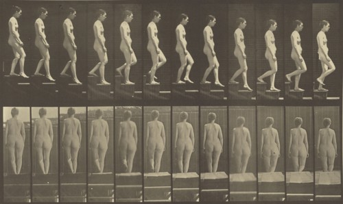 Animal Locomotion; Eadweard J. Muybridge, American, born England, 1830 - 1904, 1887; Collotype; 20 x 34.3 cm