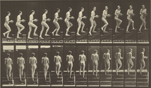 Animal Locomotion; Eadweard J. Muybridge, American, born England, 1830 - 1904, 1887; Collotype; 19.7 x 34.8 cm