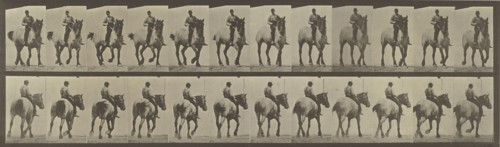 Animal Locomotion; Eadweard J. Muybridge, American, born England, 1830 - 1904, 1887; Collotype; 12.5 x 44.5 cm