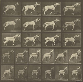 Animal Locomotion; Eadweard J. Muybridge, American, born England, 1830 - 1904, 1887; Collotype; 25.1 x 25.7 cm