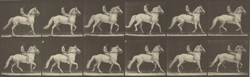 Animal Locomotion; Eadweard J. Muybridge, American, born England, 1830 - 1904, 1887; Collotype; 14.6 x 46.4 cm