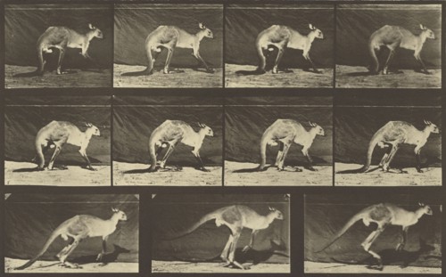 Animal Locomotion; Eadweard J. Muybridge, American, born England, 1830 - 1904, 1887; Collotype; 20.5 x 49.4 cm