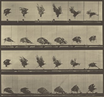 Animal Locomotion; Eadweard J. Muybridge, American, born England, 1830 - 1904, 1887; Collotype; 25.4 x 27.3 cm