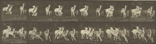 Animal Locomotion; Eadweard J. Muybridge, American, born England, 1830 - 1904, 1887; Collotype; 12.9 x 44.8 cm