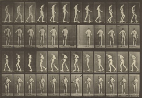 Animal Locomotion; Eadweard J. Muybridge, American, born England, 1830 - 1904, 1887; Collotype; 21.4 x 31.3 cm