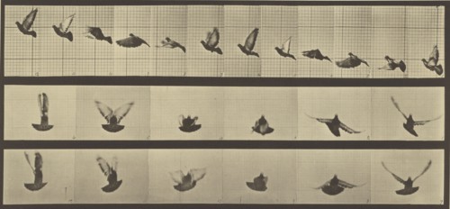 Animal Locomotion; Eadweard J. Muybridge, American, born England, 1830 - 1904, 1887; Collotype; 17.8 x 39.4 cm