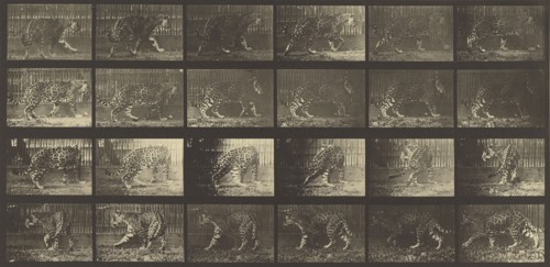 Animal Locomotion; Eadweard J. Muybridge, American, born England, 1830 - 1904, 1887; Collotype; 17.9 x 37.8 cm