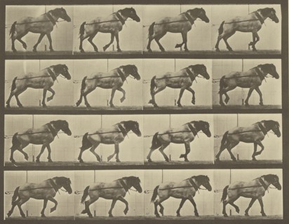Animal Locomotion; Eadweard J. Muybridge, American, born England, 1830 - 1904, 1887; Collotype; 23.2 x 29.8 cm